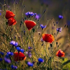 Meet your Posher, Pamela